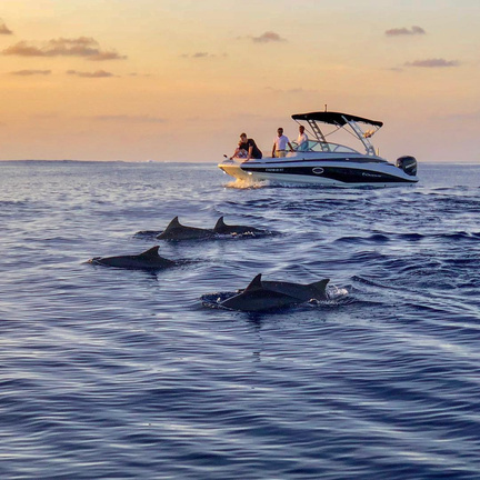 Dolphin cruise · Fasdheythere Maldives