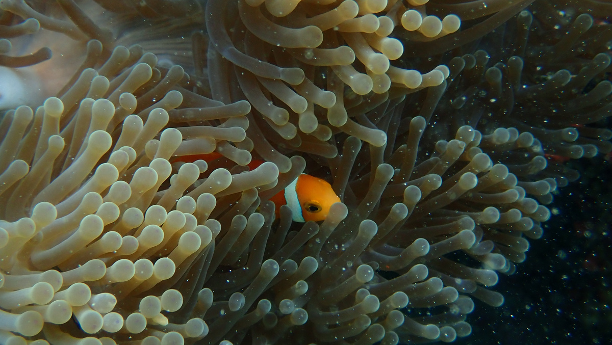 Discover the reef