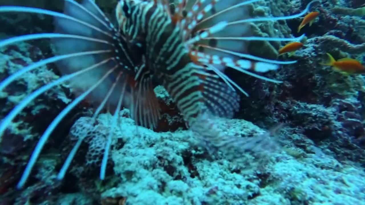 Dive film preview